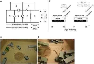 Ontogenetic Change in Behavioral Responses to Structural Enrichment From Fry to Parr in Juvenile Atlantic Salmon (Salmo salar L.)